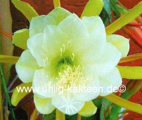 Epiphyllum-Hybr. Helianthus