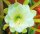Epiphyllum-Hybr. Helianthus