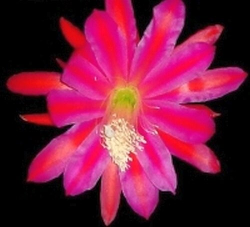 Epiphyllum-Hybr. Hermosissimus