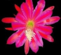 Epiphyllum-Hybr. Hermosissimus