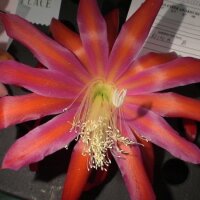 Epiphyllum-Hybr. Hermosissimus
