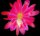 Epiphyllum-Hybr. Hermosissimus
