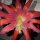 Epiphyllum-Hybr. Hermosissimus