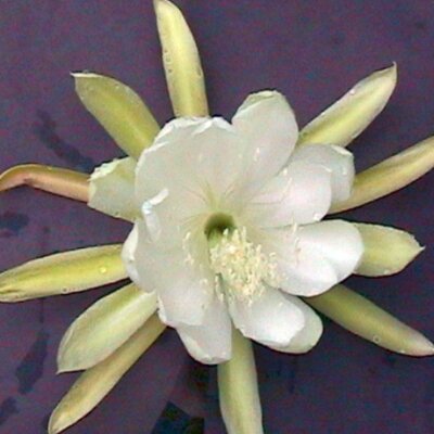 Epiphyllum-Hybr. High hopes