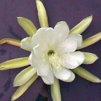 Epiphyllum-Hybr. High hopes