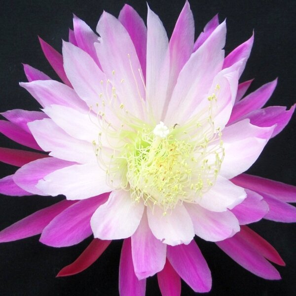 Epiphyllum-Hybr. Himmelsauge E 148