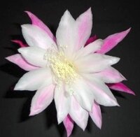 Epiphyllum-Hybr. Himmelsauge E 148