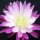 Epiphyllum-Hybr. Himmelsauge E 148