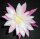 Epiphyllum-Hybr. Himmelsauge E 148