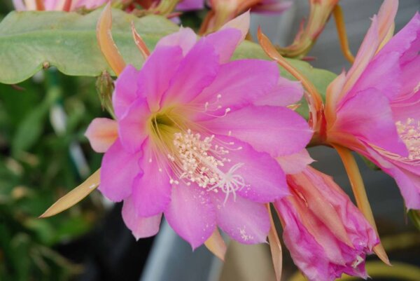 Epiphyllum-Hybr. Irena Paetz