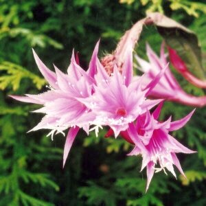 Epiphyllum-Hybr. Jasmine Paetz (Disocactus quezaltecus Hybride x Cleo Paetz) Blüte lavendel-purpur