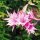 Epiphyllum-Hybr. Jasmine Paetz (Disocactus quezaltecus Hybride x Cleo Paetz) Blüte lavendel-purpur