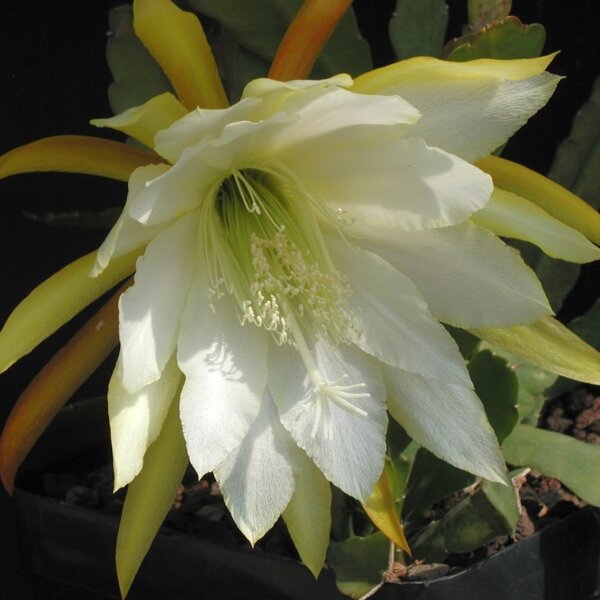 Epiphyllum-Hybr. Jennifer Ann Blüte gelb / yellow