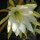 Epiphyllum-Hybr. Jennifer Ann Blüte gelb / yellow
