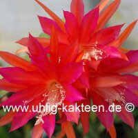 Epiphyllum-Hybr. Jenny Paetz