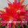 Epiphyllum-Hybr. Jenny Paetz