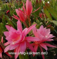 Epiphyllum-Hybr. Jerommeke