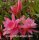 Epiphyllum-Hybr. Jerommeke