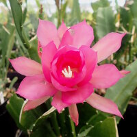 Epiphyllum-Hybr. Jette Paetz