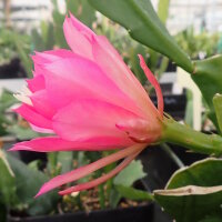 Epiphyllum-Hybr. Jette Paetz