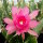 Epiphyllum-Hybr. Jette Paetz