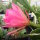 Epiphyllum-Hybr. Jette Paetz