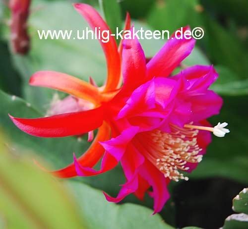 Epiphyllum-Hybr. Johann Paetz