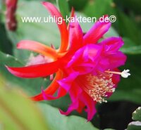 Epiphyllum-Hybr. Johann Paetz