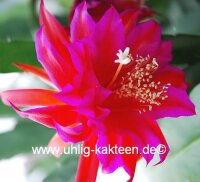 Epiphyllum-Hybr. Johann Paetz