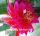 Epiphyllum-Hybr. Johann Paetz