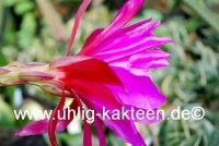 Epiphyllum-Hybr. Jolly Rogers