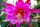 Epiphyllum-Hybr. Jolly Rogers