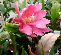 Epiphyllum-Hybr. Jungfrau