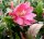 Epiphyllum-Hybr. Jungfrau
