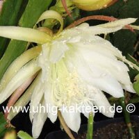 Epiphyllum-Hybr. Jürgen Paetz
