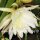 Epiphyllum-Hybr. Jürgen Paetz