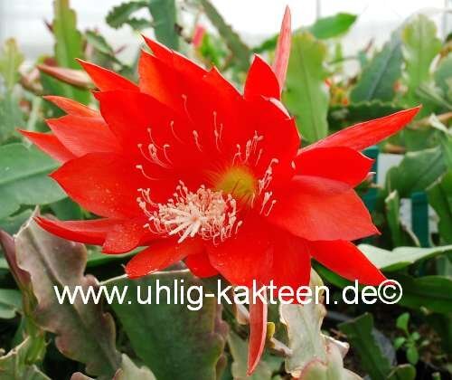Epiphyllum-Hybr. Juwel