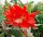 Epiphyllum-Hybr. Juwel