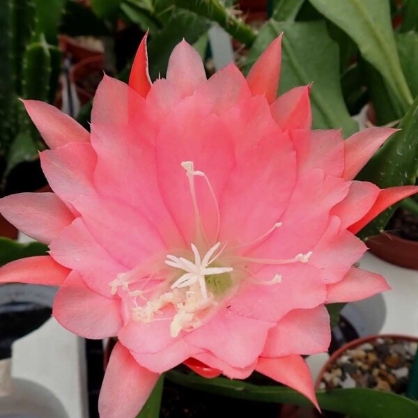 Epiphyllum-Hybr. Karl Paetz