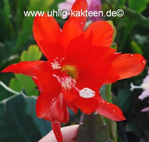 Epiphyllum-Hybr. Katrin Paetz