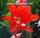 Epiphyllum-Hybr. Katrin Paetz