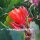Epiphyllum-Hybr. Katrin Paetz