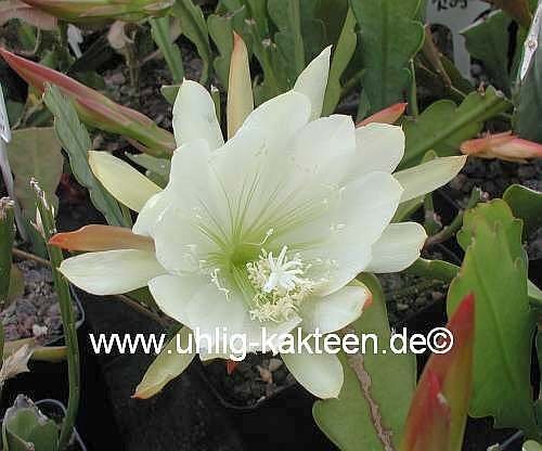 Epiphyllum-Hybr. Katydid