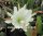 Epiphyllum-Hybr. Katydid