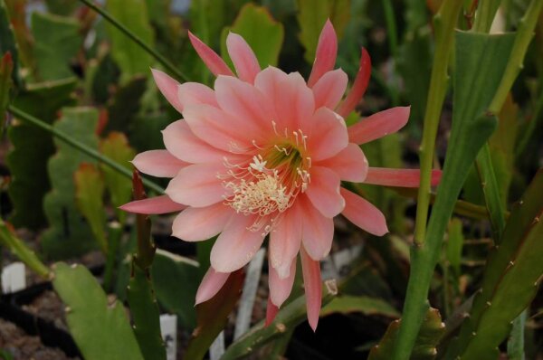 Epiphyllum-Hybr. King Midas