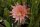 Epiphyllum-Hybr. King Midas