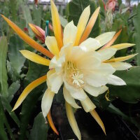 Epiphyllum-Hybr. King Ransom