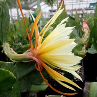 Epiphyllum-Hybr. King Ransom