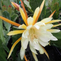 Epiphyllum-Hybr. King Ransom