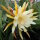 Epiphyllum-Hybr. King Ransom